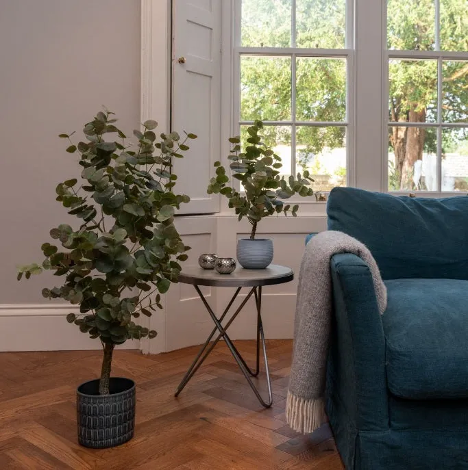 EUCALYPTUS TREE IN POT 112CM
