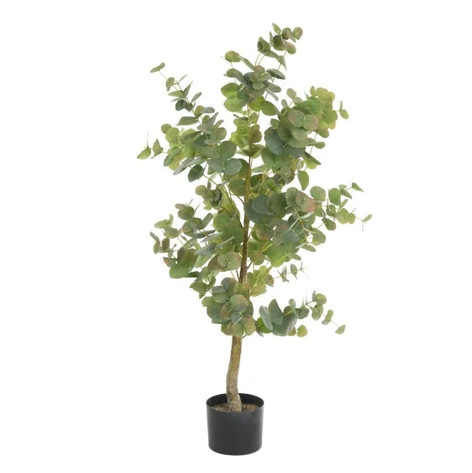 EUCALYPTUS TREE IN POT 112CM
