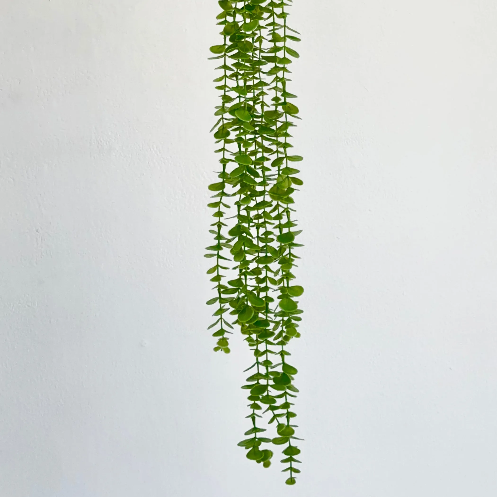 Heads Eucalyptus Hanging Vine