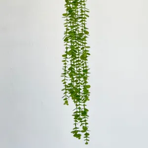 Heads Eucalyptus Hanging Vine