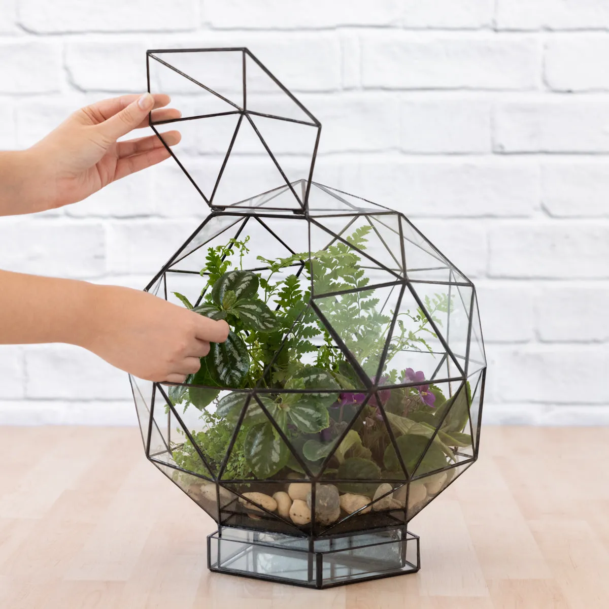 Terrarium - Biodome