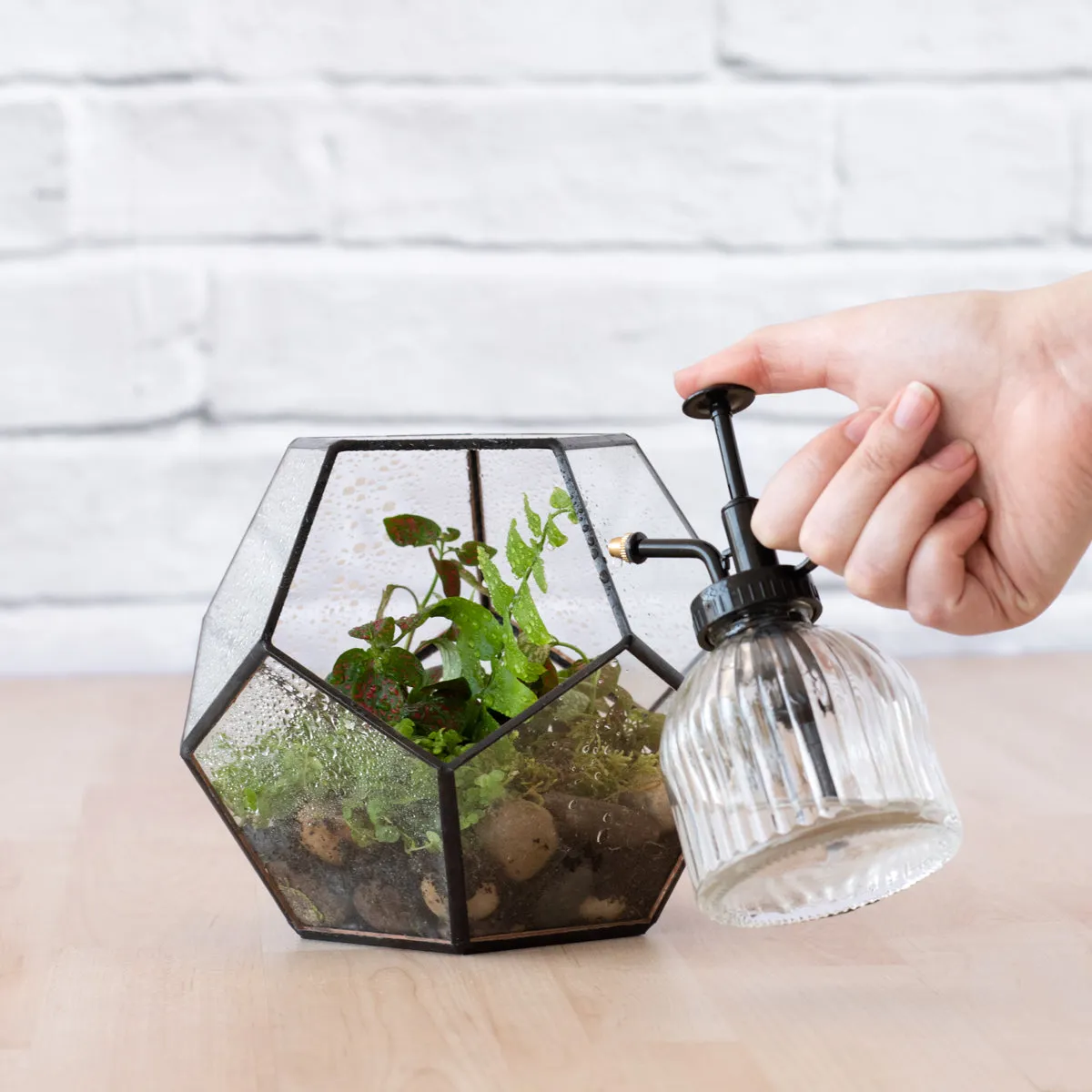 Terrarium - Geometric
