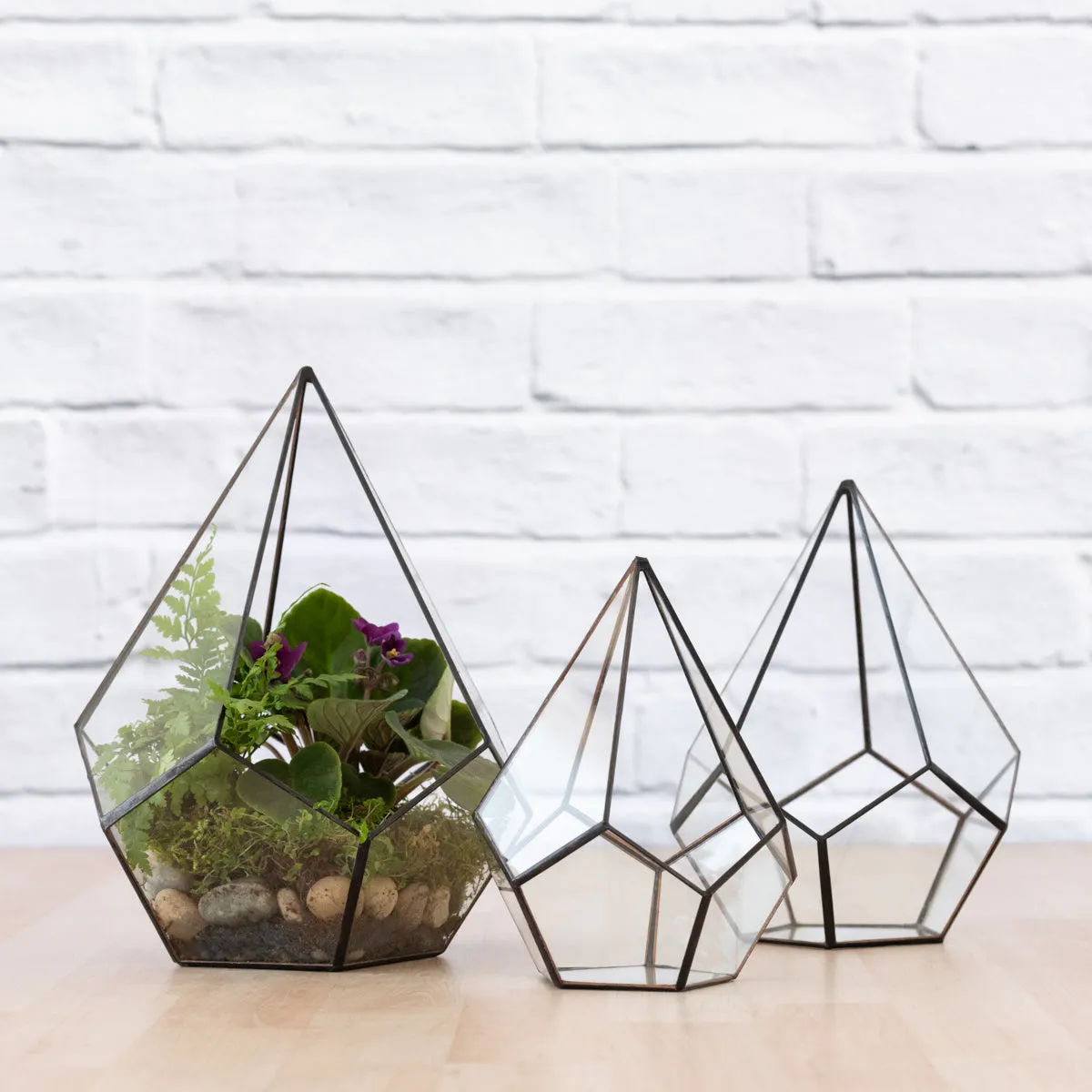 Terrarium - Pentagon